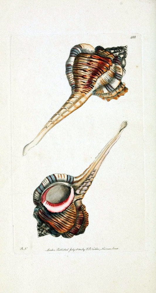 Descriptions and illustrations of mollusks[18--] |  | Vintage Print Reproduction 468595
