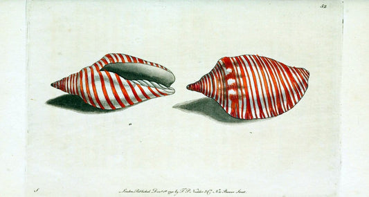 Descriptions and illustrations of mollusks[18--] |  | Vintage Print Reproduction 468597