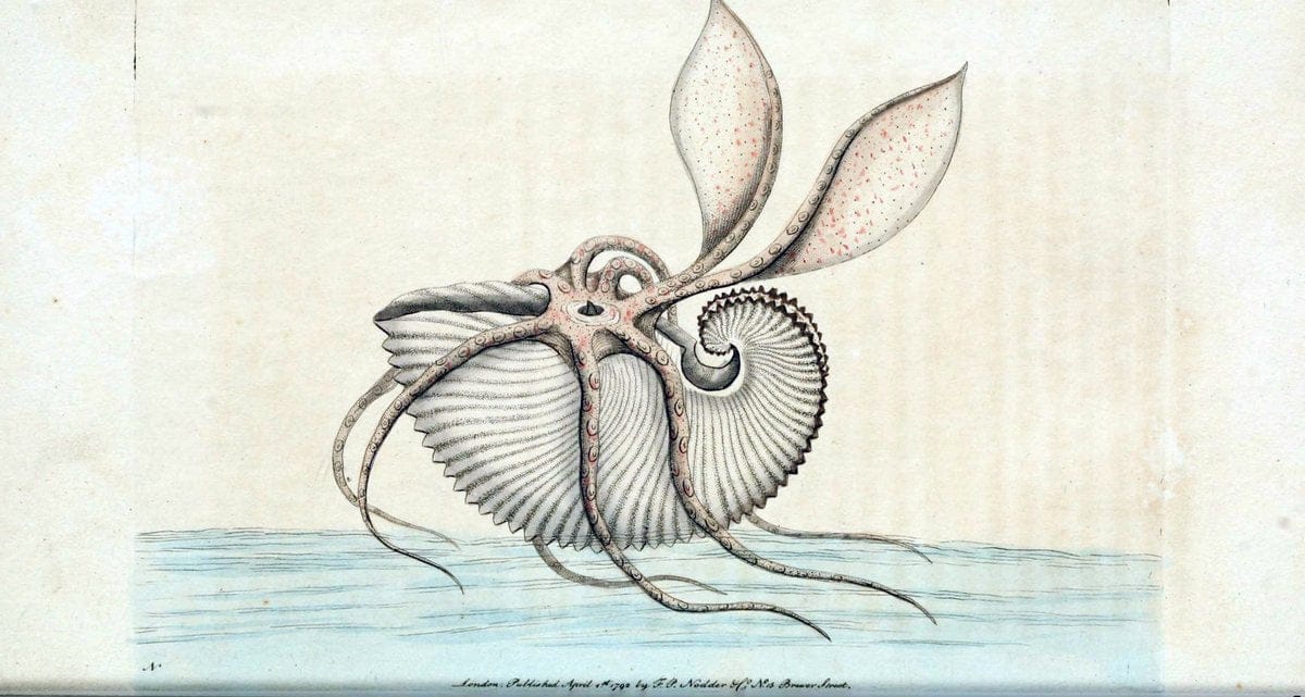 Descriptions and illustrations of mollusks[18--] |  | Vintage Print Reproduction 468598