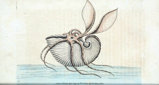 Descriptions and illustrations of mollusks[18--] |  | Vintage Print Reproduction 468598