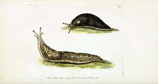 Descriptions and illustrations of mollusks[18--] |  | Vintage Print Reproduction 468599