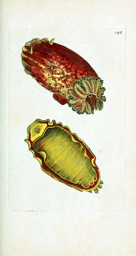 Descriptions and illustrations of mollusks[18--] |  | Vintage Print Reproduction 468600