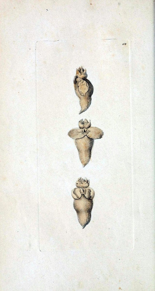 Descriptions and illustrations of mollusks[18--] |  | Vintage Print Reproduction 468601