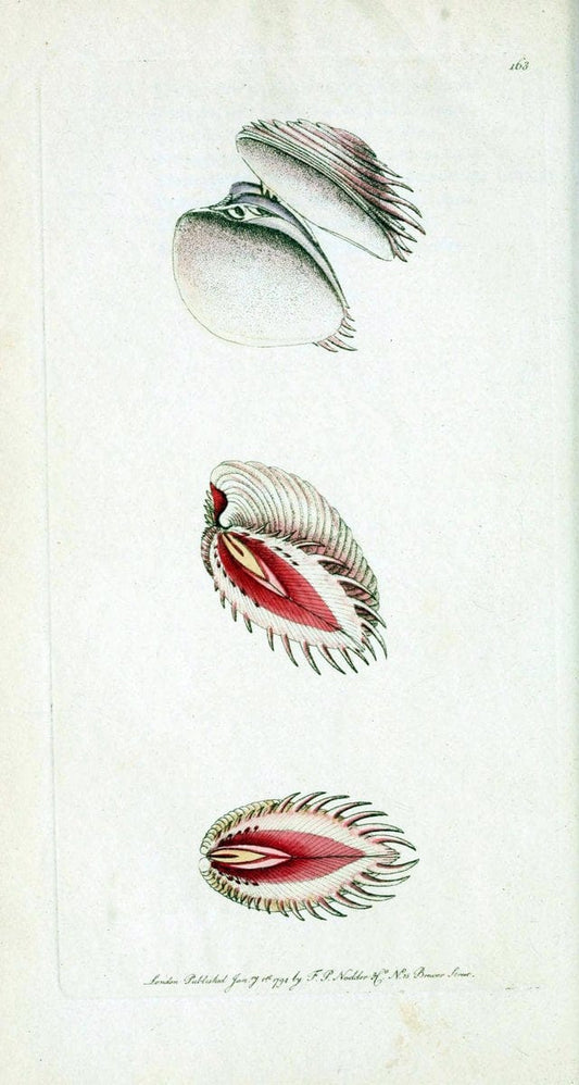 Descriptions and illustrations of mollusks[18--] |  | Vintage Print Reproduction 468602