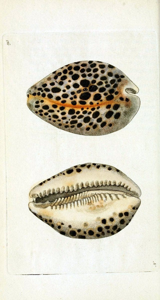 Descriptions and illustrations of mollusks[18--] |  | Vintage Print Reproduction 468603