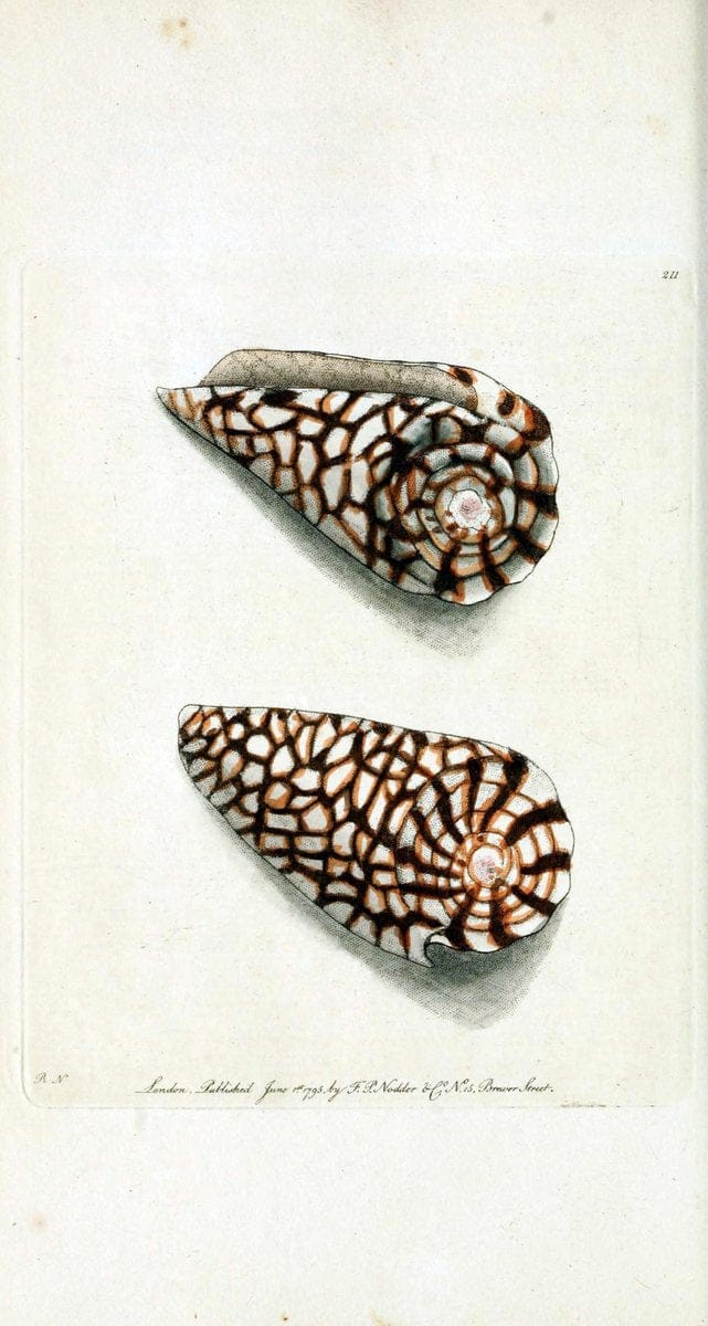 Descriptions and illustrations of mollusks[18--] |  | Vintage Print Reproduction 468604