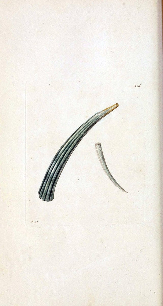 Descriptions and illustrations of mollusks[18--] |  | Vintage Print Reproduction 468606