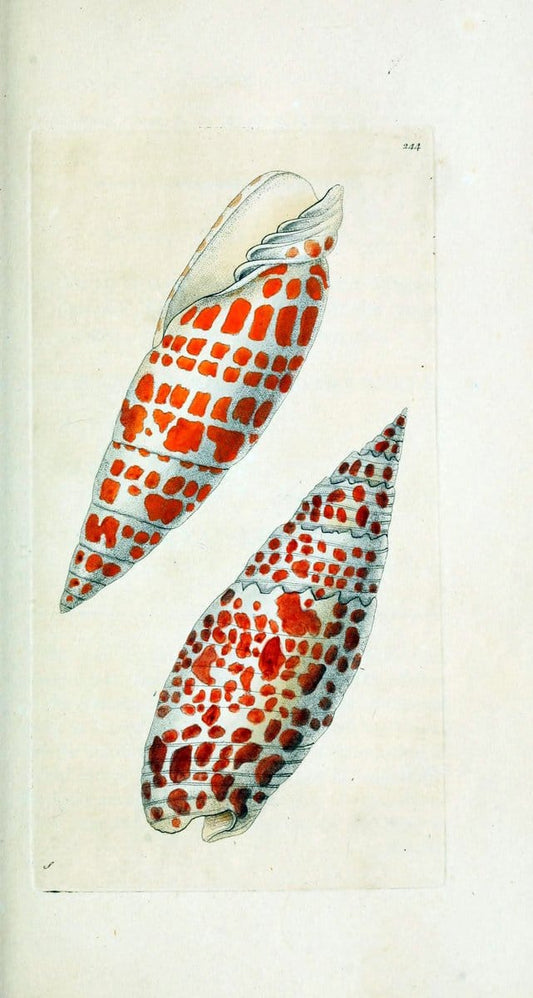 Descriptions and illustrations of mollusks[18--] |  | Vintage Print Reproduction 468607