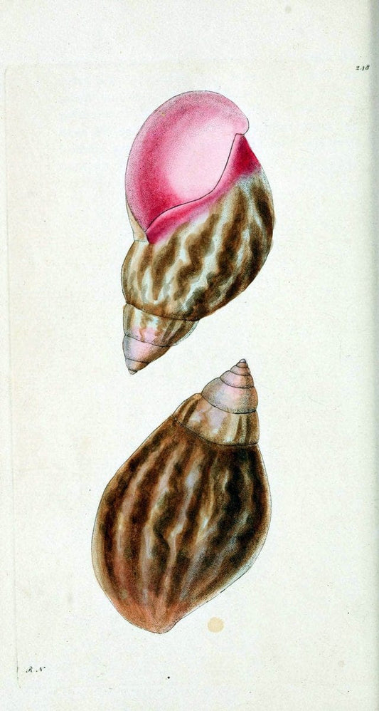 Descriptions and illustrations of mollusks[18--] |  | Vintage Print Reproduction 468608