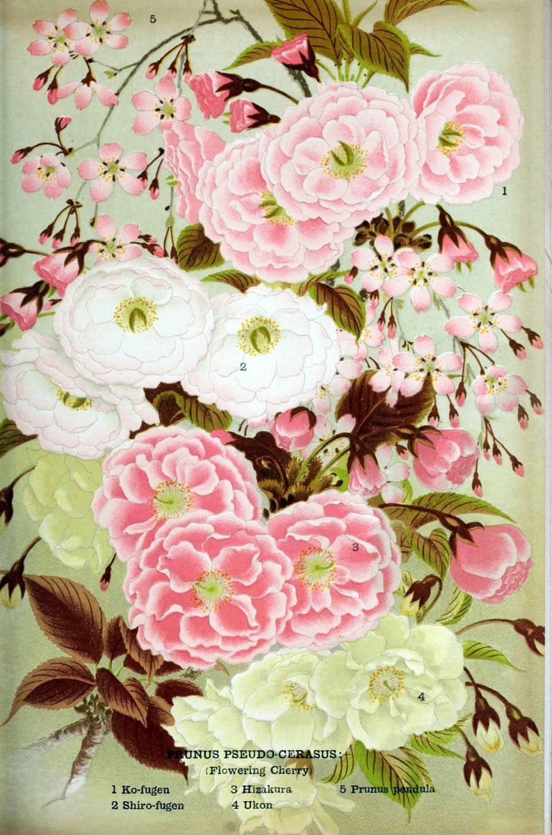 Dragable Image