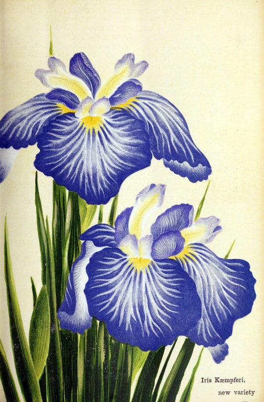 Die auslÃ¤ndischen Schmetterlinge in Abbildungen nach der Natur. v.2, :im Verlage der Expedition des Esperschen Schmetterlings-und des Schreber'schen SÃ¤ugthierwerkes,[1830] |Vintage Reproduction 468620