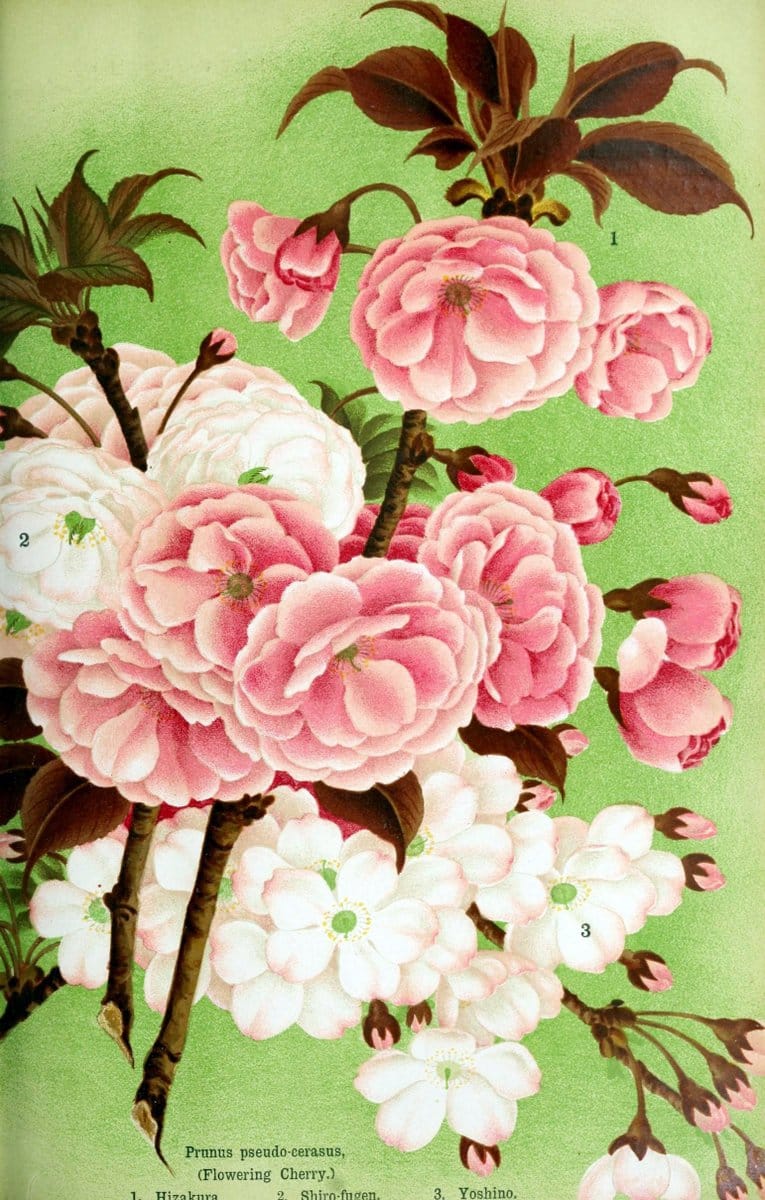Descriptive catalogue of flowering, ornamental trees, shrubs, bulbs, herbs, climbers, fruit trees, &c., &c., &c. /.Yokohama, Japan :Yokohama Nursery Co.  | Vintage Print Reproduction 468622