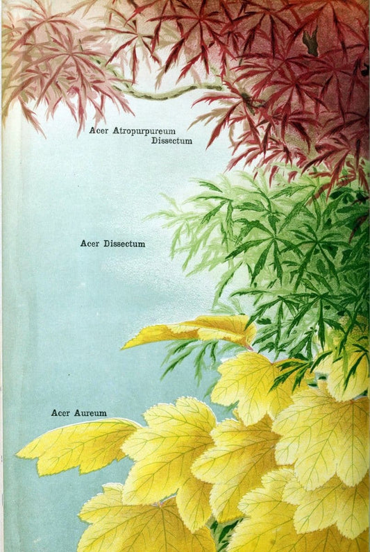 Descriptive catalogue of flowering, ornamental trees, shrubs, bulbs, herbs, climbers, fr | Catalogs Japan "Nurseries (Horticulture)" "Nursery stock" Trees Yokohama-shi  | Vintage Reproduction 468625
