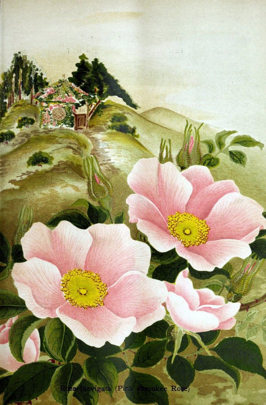 Descriptive catalogue of flowering, ornamental trees, shrubs, bulbs, herbs, climbers, fruit trees, &c., &c., &c. /.Yokohama, Japan :Yokohama Nursery Co.  | Vintage Print Reproduction 468628