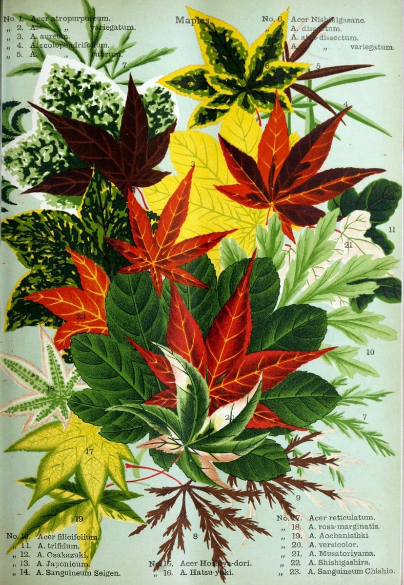 Descriptive catalogue of flowering, ornamental trees, shrubs, bulbs, herbs, climbers, fruit trees, &c., &c., &c. /.Yokohama, Japan :Yokohama Nursery Co.  | Vintage Print Reproduction 468629