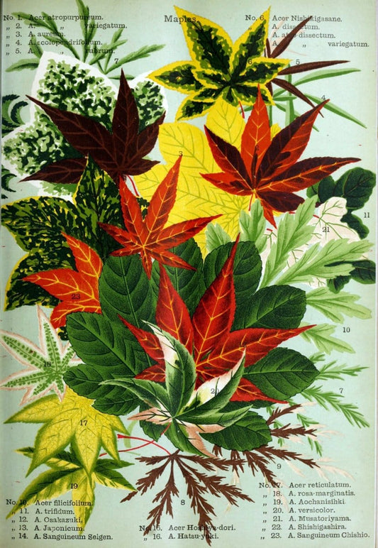 Descriptive catalogue of flowering, ornamental trees, shrubs, bulbs, herbs, climbers, fruit trees, &c., &c., &c. /.Yokohama, Japan :Yokohama Nursery Co.  | Vintage Print Reproduction 468629