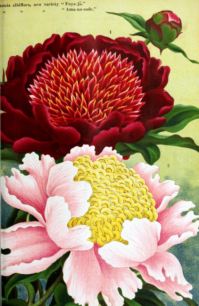 Dragable Image