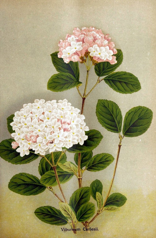 Descriptive catalogue of flowering, ornamental trees, shrubs, bulbs, herbs, climbers | Catalogs "Fruit trees" Hedges Japan "Nurseries (Horticulture)" "Nursery stock"  | Vintage Reproduction 468635