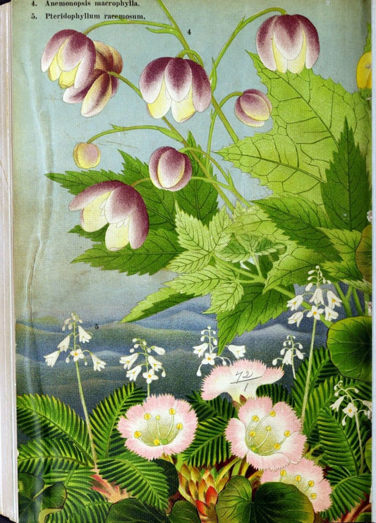 Choice selections in seeds & plants /.Tarrytown, N.Y. :The Company.  | Vintage Print Reproduction 468636