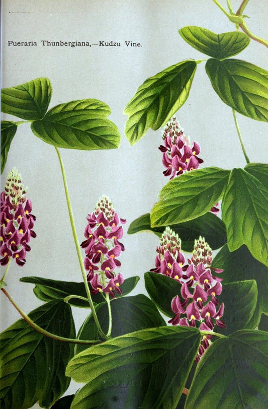 Descriptive catalogue of flowering, ornamental trees, shrubs, bulbs, herbs, climbers, fruit trees, &c., &c., &c. /.Yokohama, Japan :Yokohama Nursery Co.  | Vintage Print Reproduction 468637