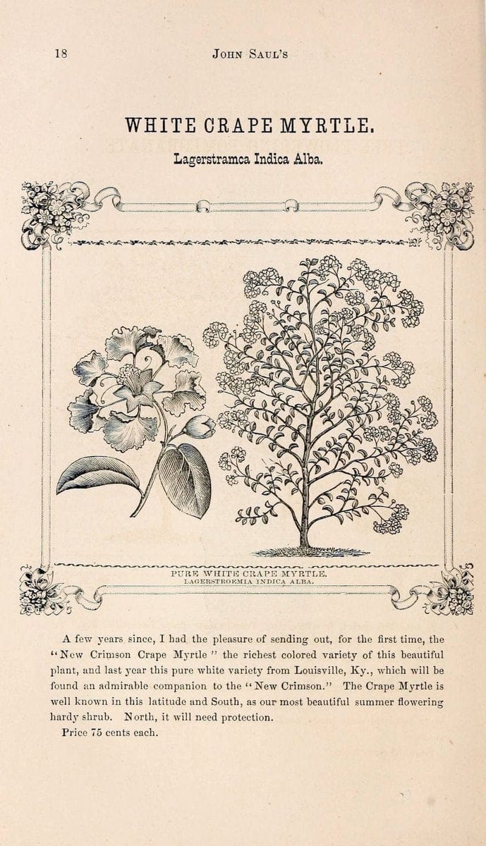 Descriptive catalogue of new, rare and beautiful plants, dahlias, chrysanthemums, gerani | Catalogs Flowers "Nurseries (Horticulture)" Plants Seeds  | Vintage Print Reproduction 468641