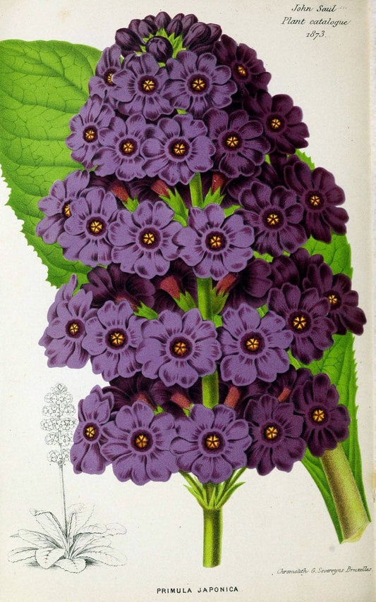 Descriptive catalogue of new, rare and beautiful plants, dahlias, chrysanthemums, gerani | Catalogs Flowers "Nurseries (Horticulture)" Plants Seeds  | Vintage Print Reproduction 468643