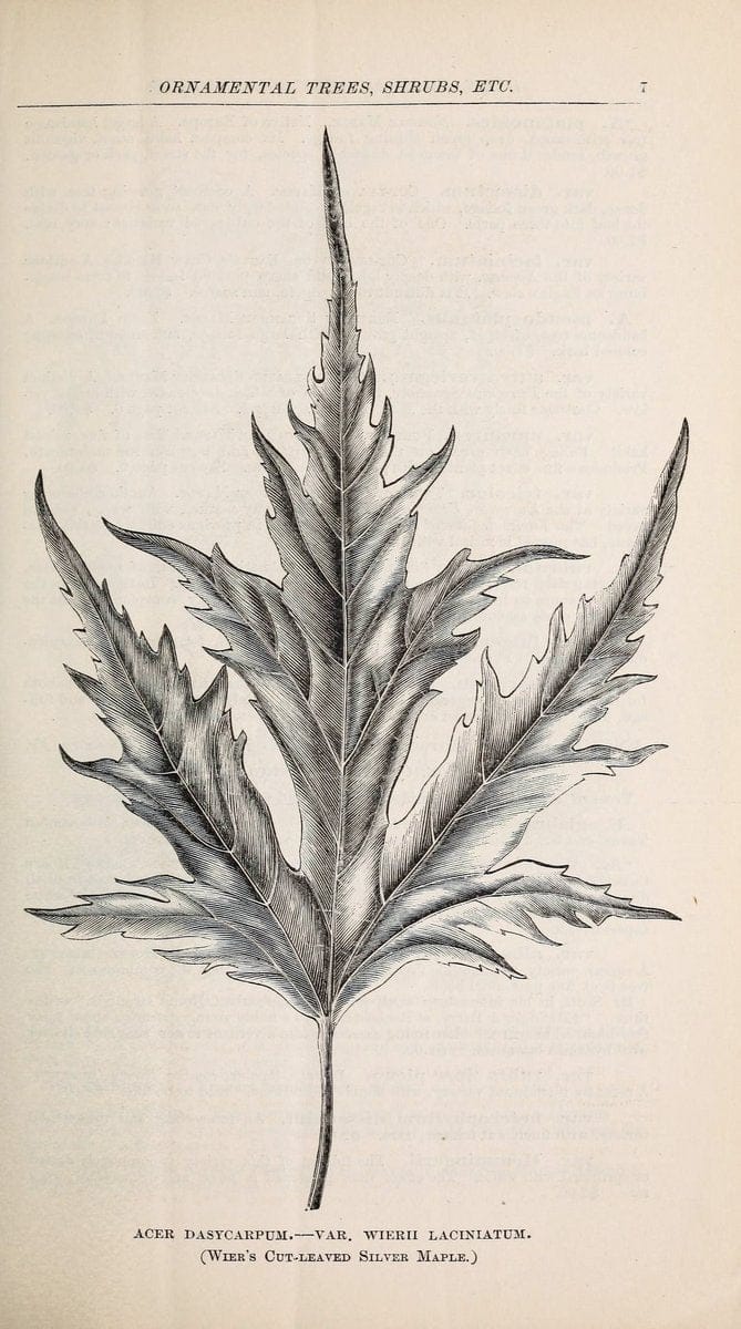 Descriptive catalogue of ornamental trees, shrubs, roses, flowering plants, &c. Rocheste | Catalogs "Ornamental trees" Shrubs  | Vintage Print Reproduction 468644