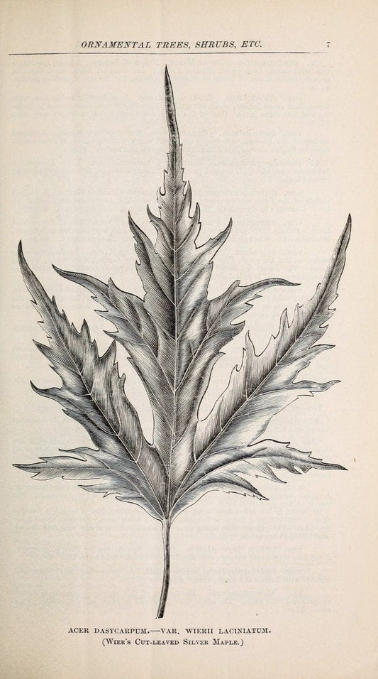 Descriptive catalogue of ornamental trees, shrubs, roses, flowering plants, &c. Rocheste | Catalogs "Ornamental trees" Shrubs  | Vintage Print Reproduction 468644