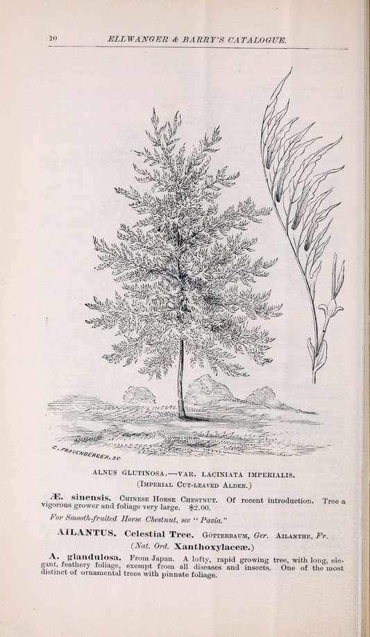 Descriptive catalogue of ornamental trees, shrubs, roses, flowering plants, &c. Rocheste | Catalogs Flowers "Ornamental trees"  | Vintage Print Reproduction 468645