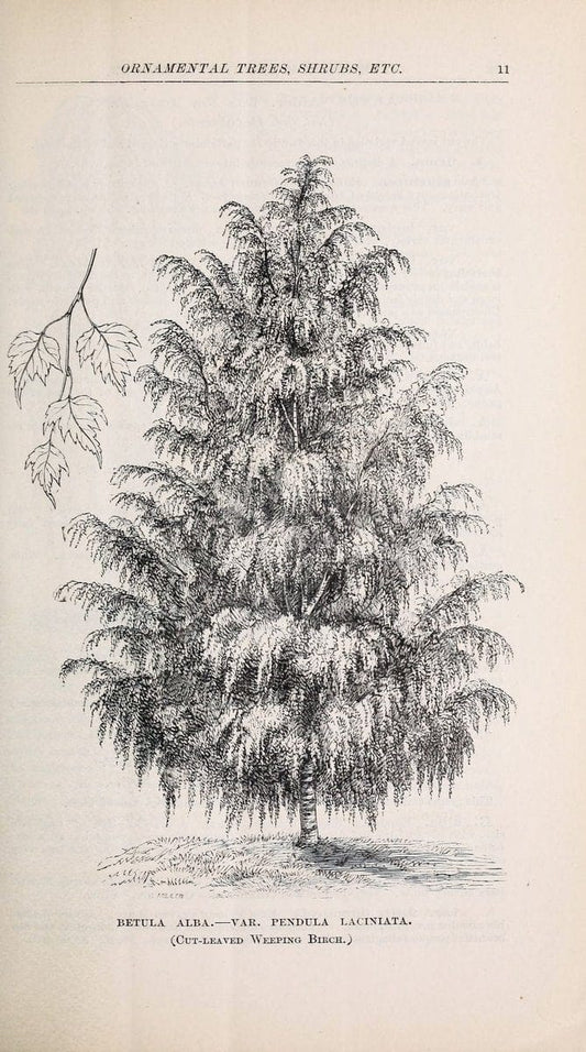 Descriptive catalogue of ornamental trees, shrubs, roses, flowering plants, &c. Rocheste | Catalogs Flowers "Ornamental trees"  | Vintage Print Reproduction 468646