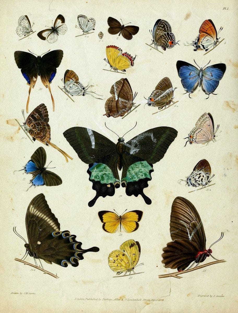 Descriptive catalogue of the lepidopterous insects contained in the Museum of the Honourable East-India Company :.London :Parbury, Allen,1828-1829.. |  | Vintage Print Reproduction 468647