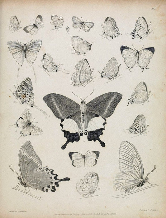 Descriptive catalogue of the lepidopterous insects contained in the Museum of the Honourable East-India Company :.London :Parbury, Allen,1828-1829.. |  | Vintage Print Reproduction 468648