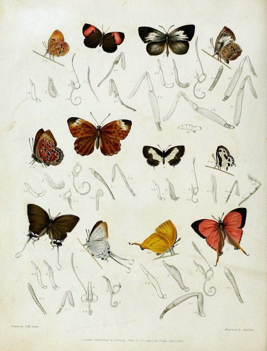 Descriptive catalogue of the lepidopterous insects contained in the Museum of the Honourable East-India Company :.London :Parbury, Allen,1828-1829.. |  | Vintage Print Reproduction 468649