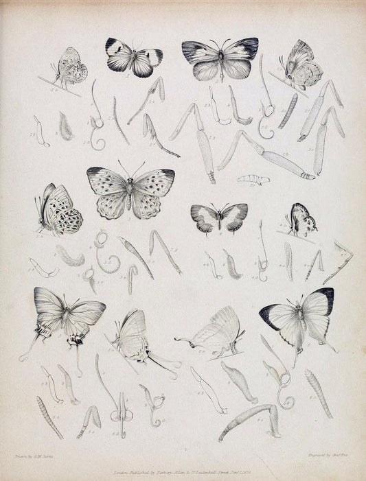 Descriptive catalogue of the lepidopterous insects contained in the Museum of the Honourable East-India Company :.London :Parbury, Allen,1828-1829.. |  | Vintage Print Reproduction 468650