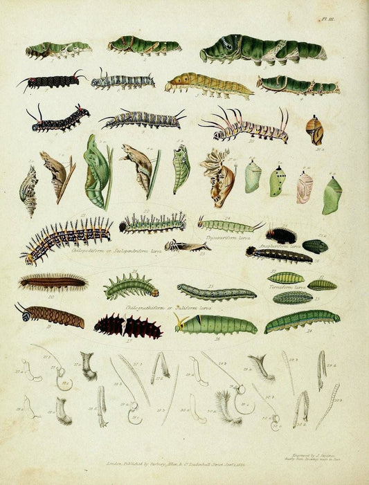 Descriptive catalogue of the lepidopterous insects contained in the Museum of the Honourable East-India Company :.London :Parbury, Allen,1828-1829.. |  | Vintage Print Reproduction 468651