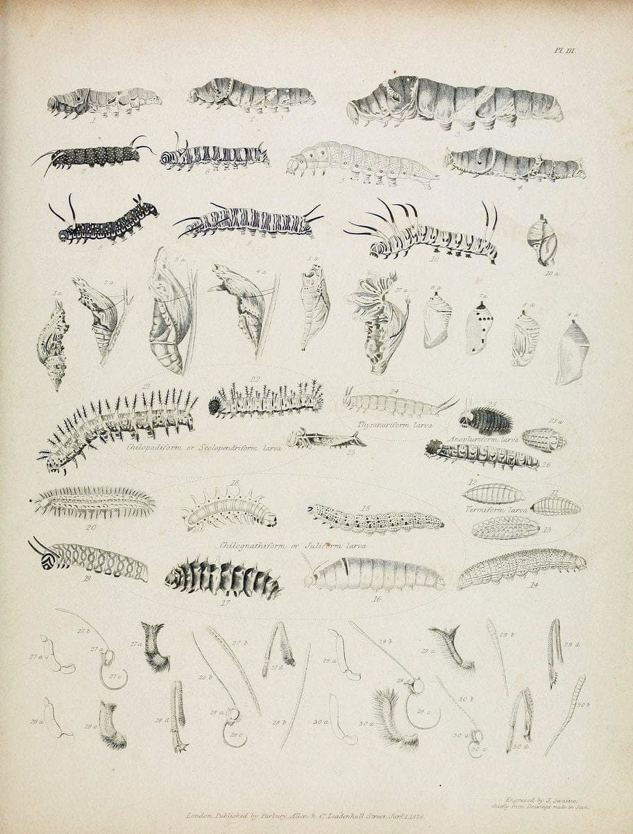 Descriptive catalogue of the lepidopterous insects contained in the Museum of the Honourable East-India Company :.London :Parbury, Allen,1828-1829.. |  | Vintage Print Reproduction 468652