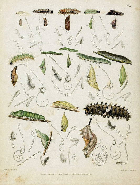 Descriptive catalogue of the lepidopterous insects contained in the Museum of the Honourable East-India Company :.London :Parbury, Allen,1828-1829.. |  | Vintage Print Reproduction 468653
