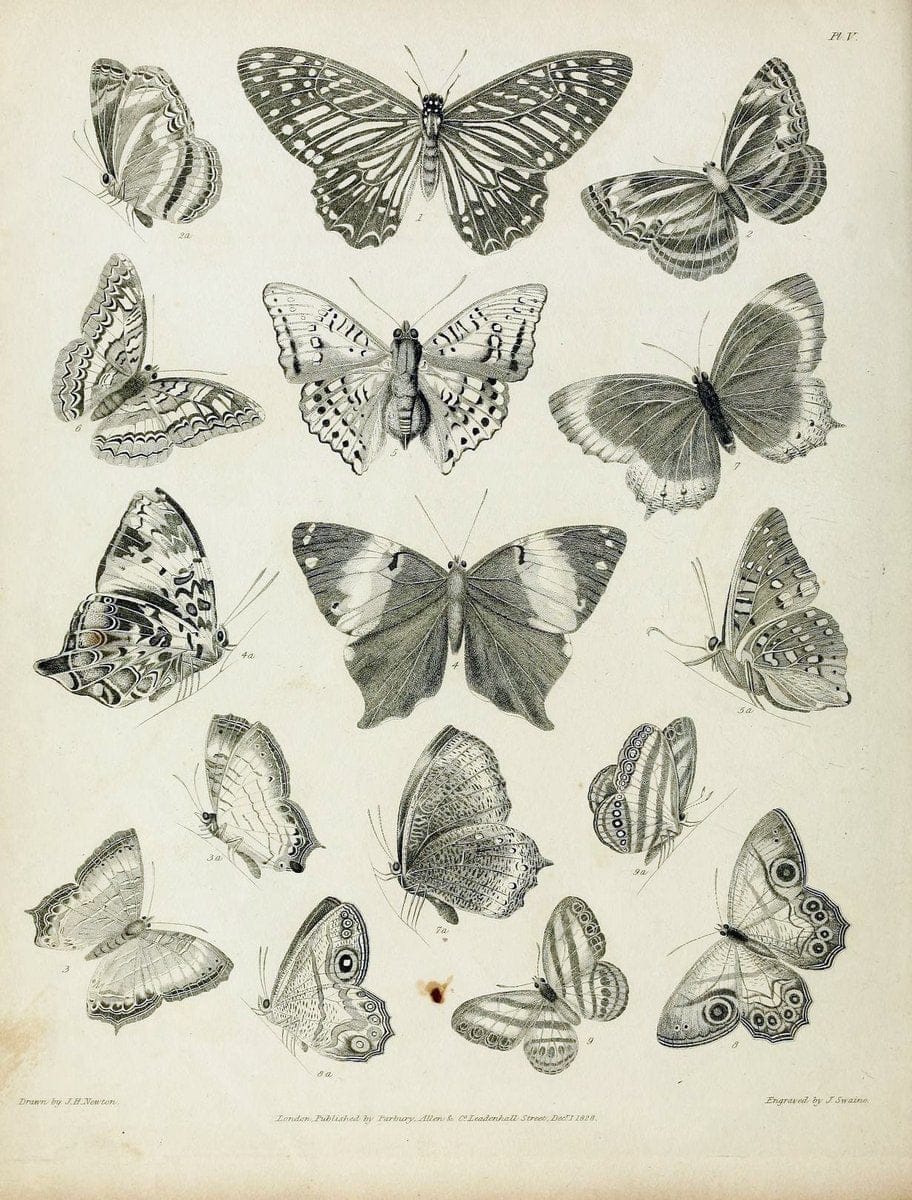 Descriptive catalogue of the lepidopterous insects contained in the Museum of the Honourable East-India Company :.London :Parbury, Allen,1828-1829.. |  | Vintage Print Reproduction 468655