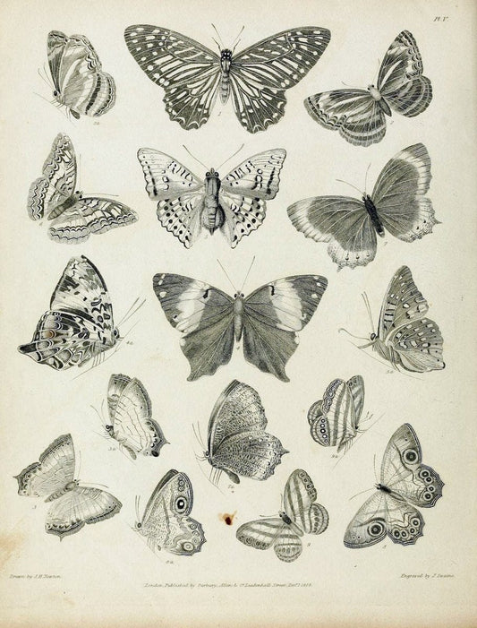 Descriptive catalogue of the lepidopterous insects contained in the Museum of the Honourable East-India Company :.London :Parbury, Allen,1828-1829.. |  | Vintage Print Reproduction 468655