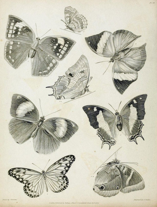 Descriptive catalogue of the lepidopterous insects contained in the Museum of the Honourable East-India Company :.London :Parbury, Allen,1828-1829.. |  | Vintage Print Reproduction 468657
