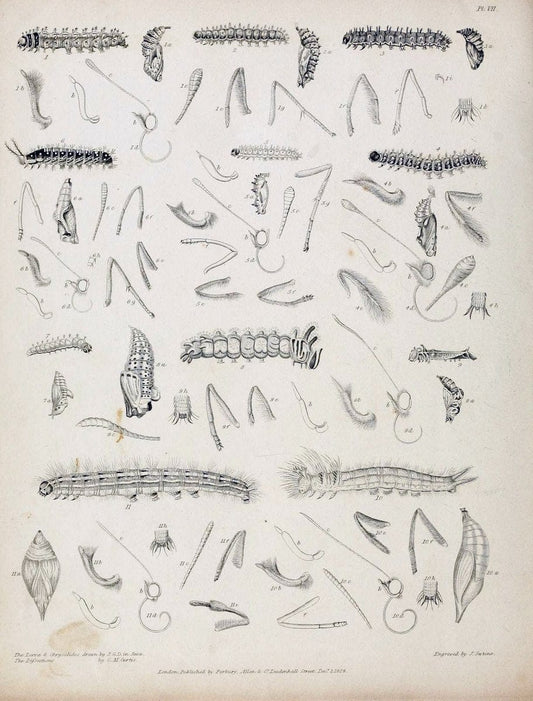 Descriptive catalogue of the lepidopterous insects contained in the Museum of the Honourable East-India Company :.London :Parbury, Allen,1828-1829.. |  | Vintage Print Reproduction 468659