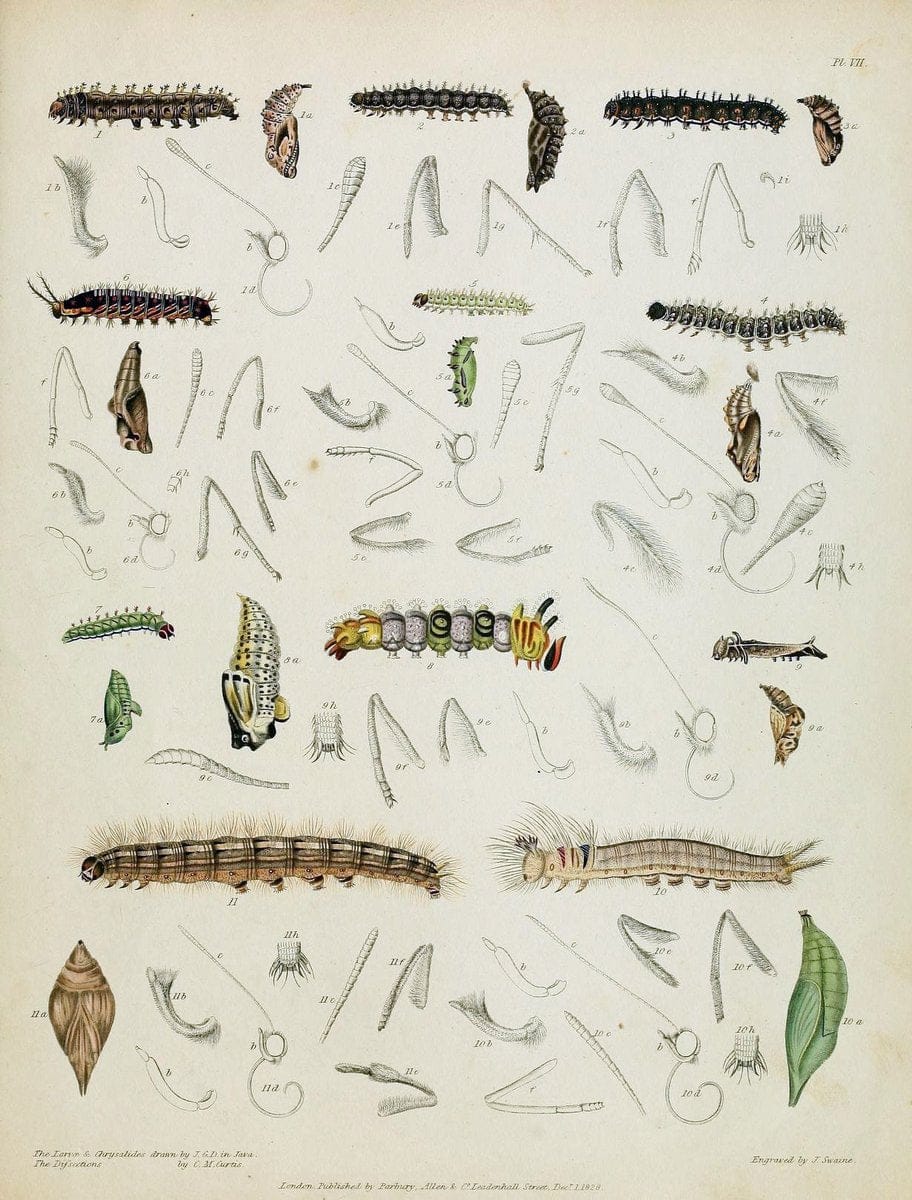 Descriptive catalogue of the lepidopterous insects contained in the Museum of the Honourable East-India Company :.London :Parbury, Allen,1828-1829.. |  | Vintage Print Reproduction 468660