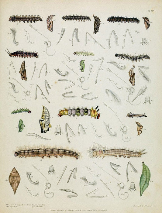 Descriptive catalogue of the lepidopterous insects contained in the Museum of the Honourable East-India Company :.London :Parbury, Allen,1828-1829.. |  | Vintage Print Reproduction 468660