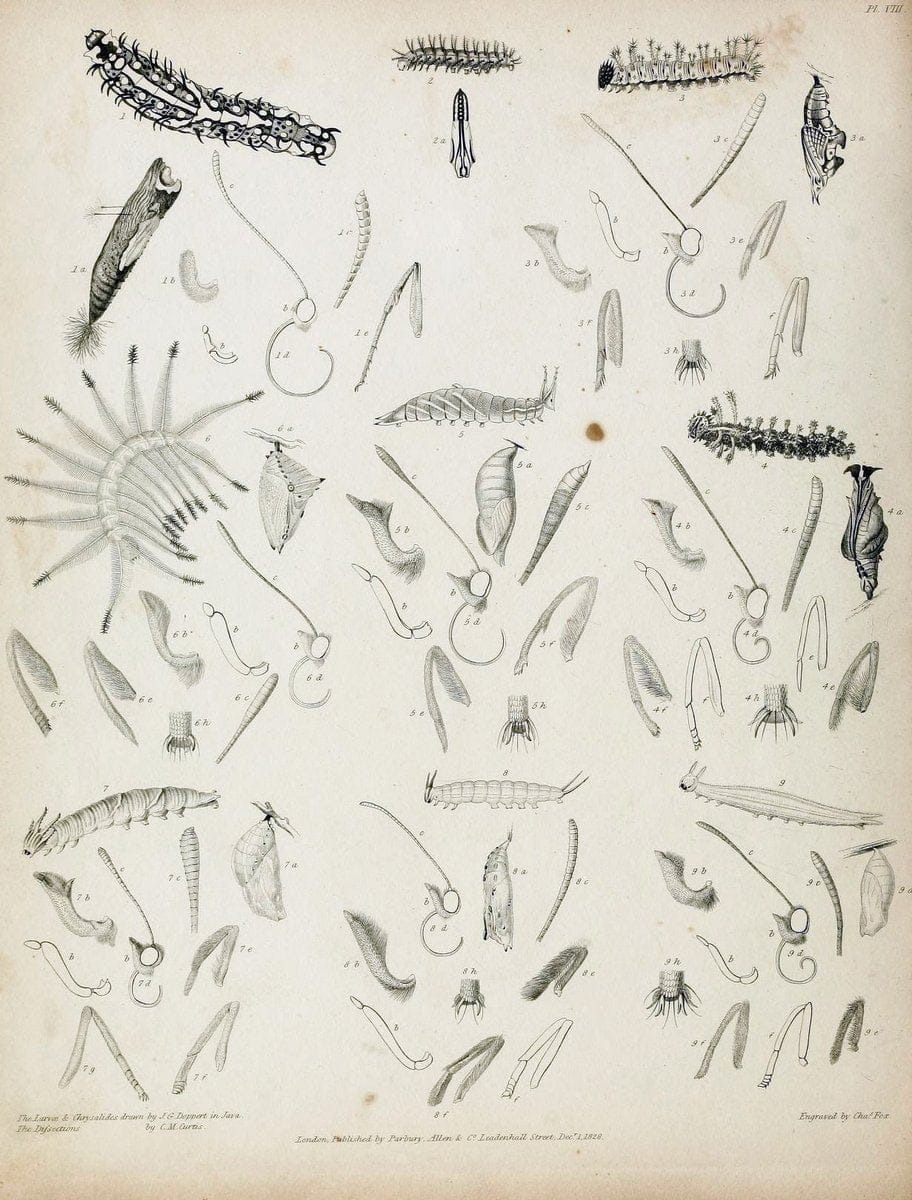 Descriptive catalogue of the lepidopterous insects contained in the Museum of the Honourable East-India Company :.London :Parbury, Allen,1828-1829.. |  | Vintage Print Reproduction 468661