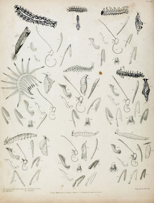 Descriptive catalogue of the lepidopterous insects contained in the Museum of the Honourable East-India Company :.London :Parbury, Allen,1828-1829.. |  | Vintage Print Reproduction 468661