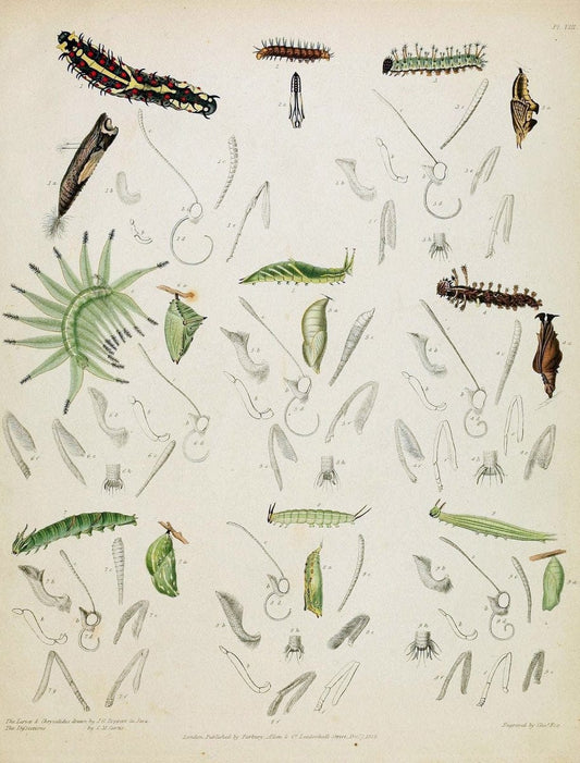 Descriptive catalogue of the lepidopterous insects contained in the Museum of the Honourable East-India Company :.London :Parbury, Allen,1828-1829.. |  | Vintage Print Reproduction 468662