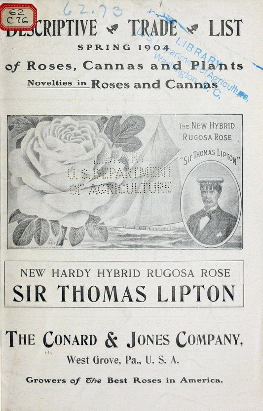 Descriptive trade list spring 1904 :.West Grove, Pa. :Conard & Jones Co.,1904.  | Catalogs Flowers "Nursery stock" "Plants, Ornamental" Shrubs  | Vintage Print Reproduction 468668