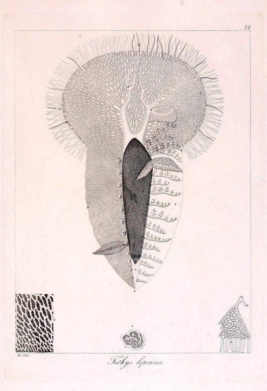 Descrizione e notomia degli animali invertebrati della Sicilia citeriore :.Naples :C. Ba | Invertebrates "Kingdom of the Two Sicilies" "Sicily (Italy)"  | Vintage Print Reproduction 468670
