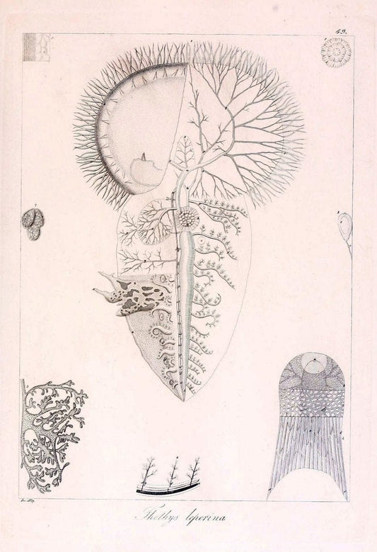 Descrizione e notomia degli animali invertebrati della Sicilia citeriore :.Naples :C. Ba | Invertebrates "Kingdom of the Two Sicilies" "Sicily (Italy)"  | Vintage Print Reproduction 468671
