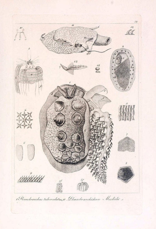 Descrizione e notomia degli animali invertebrati della Sicilia citeriore :.Naples :C. Ba | Invertebrates "Kingdom of the Two Sicilies" "Sicily (Italy)"  | Vintage Print Reproduction 468672